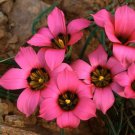 Romulea Subfistulosa 10 Seeds Flowering South African Bulbous Plant