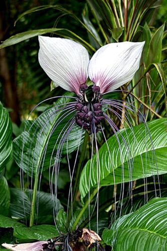 Tacca Integrifolia 10 Seeds White Bat Garden Flower House Plant