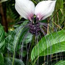 Tacca Integrifolia 10 Seeds White Bat Garden Flower House Plant