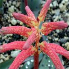 Lachenalia Rubida A South African Bulbous Garden Plant 15 Seeds