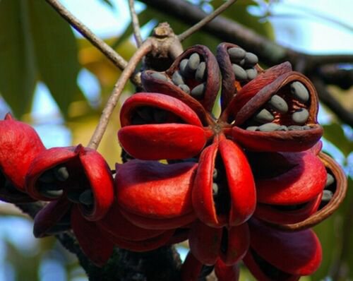 Sterculia Foetida Tree 5 Seeds Java Olive Wild India Almond Ornamental Peon