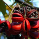 Sterculia Foetida Tree 5 Seeds Java Olive Wild India Almond Ornamental Peon