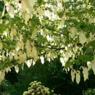 Davidia Involucrata Seed Hardy Dove Tree Handkerchief or Ghost Tree