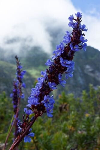 Aristea Capitata 10 Seeds A. major or Blue Sceptre Fragrant Garden Plants