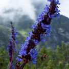 Aristea Capitata 10 Seeds A. major or Blue Sceptre Fragrant Garden Plants