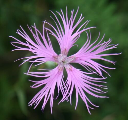 Dianthus Superbus 100 Seeds Fragrant Fringed Pink Flowering Garden Plant