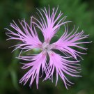 Dianthus Superbus 100 Seeds Fragrant Fringed Pink Flowering Garden Plant