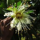 Duabanga Grandiflora Tropical Tree 100 Seeds Large Flowers