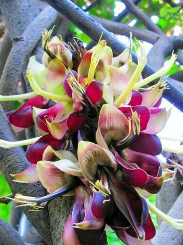 Mucuna Macrocarpa Rare Rusty Leaf Muunai Vine Seed Long Fruited