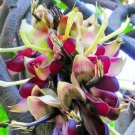 Mucuna Macrocarpa Rare Rusty Leaf Muunai Vine Seed Long Fruited
