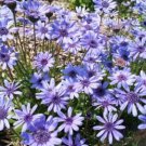 Felicia Heterophylla 25 Seeds True Blue African Daisy Plants