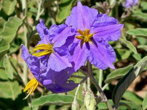 Solanum Virginianum 25 Seeds Small Shrub Surattense Nightshade