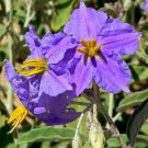 Solanum Virginianum 25 Seeds Small Shrub Surattense Nightshade