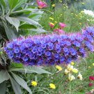 Echium Candicans 15 Seeds Pride Of Madeira Perennial Evergreen Shrub