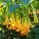 Brugmansia Pumpkin Yellow 5 Seeds Angel Trumpet Cultivar Tree or Small Shrub