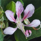 Bauhinia Yunnanensis Corymbosa Orchid Vine 10 Seeds Climbing Perennial Plant