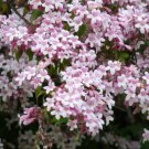 Kolkwitzia Amabilis 15 Seeds Cold Hardy Flowering Beauty Bush Shrub