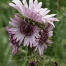 Berkheya Purpurea 15 Seeds Purple Berkheya African Perennial Plants