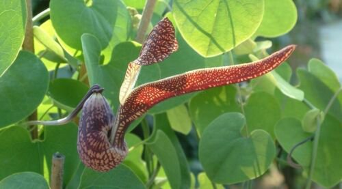 Aristolochia Ringens 10 Seeds Gaping Dutchman's Pipe Vine Birthwort