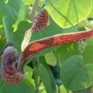 Aristolochia Ringens 10 Seeds Gaping Dutchman's Pipe Vine Birthwort