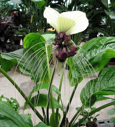 Tacca Nivea White 10 Seeds Devil&acirc;��s Whiskers White Bat Flower Garden Plants