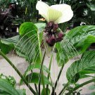 Tacca Nivea White 10 Seeds Devil’s Whiskers White Bat Flower Garden Plants