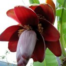Musa Balbisiana 10 Seeds Wild Banana Fruit Berry Tree Ornamental Garden