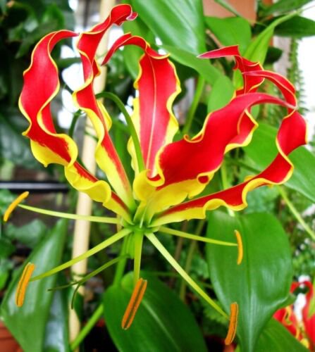 Gloriosa Superba Glory Vine 10 Seeds Climbing Flame Lily Exceptional Beauty
