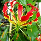 Gloriosa Superba Glory Vine 10 Seeds Climbing Flame Lily Exceptional Beauty