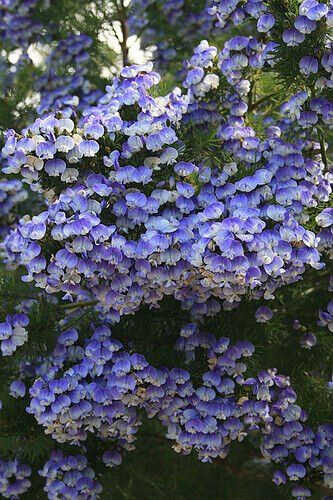 Psoralea Pinnata Cold Hardy Kool Aid Shrub or Small Tree 8 Seeds Garden Bonsai
