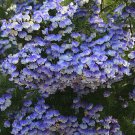 Psoralea Pinnata Cold Hardy Kool Aid Shrub or Small Tree 8 Seeds Garden Bonsai