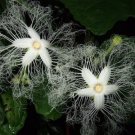 Trichosanthes Kirilowii Climber Vine 8 Seeds Chinese Cucumber Herb