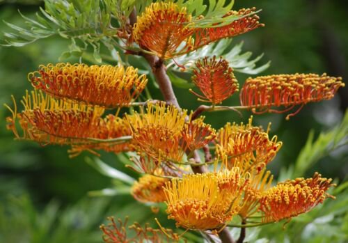 Grevillea Robusta Southern Silky Oak Australian Silver Oak Tree 10 Seeds