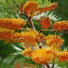 Grevillea Robusta Southern Silky Oak Australian Silver Oak Tree 10 Seeds