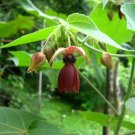 Abroma Augusta Devil's Cotton 10 Seeds Small Tree Great For Containers