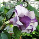 Datura Double Metel Purple 10 seeds Devil's Trumpet Horn of Plenty