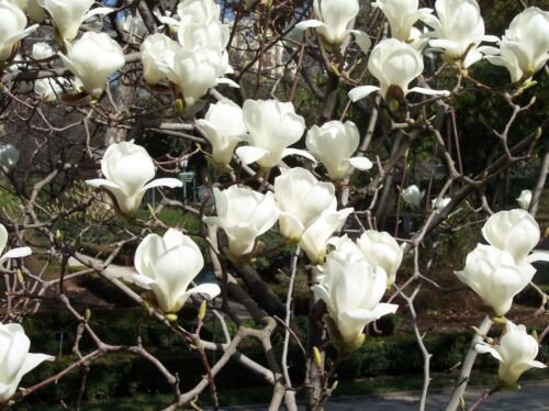 Magnolia Denudata 10 Seeds Fragrant Flowering Yulan Jade Lily Tree Shrub