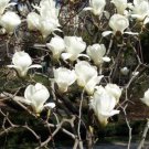 Magnolia Denudata 10 Seeds Fragrant Flowering Yulan Jade Lily Tree Shrub