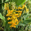 Globba Schomburgkii 10 Seeds Dancing Girl Ginger Fairy Ginger Flowering Garden