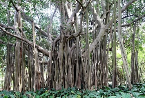 Ficus Benghalensis Tree 100 Seeds Banyan Bengal Fig East Indian Fig Bonsai