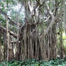 Ficus Benghalensis Tree 100 Seeds Banyan Bengal Fig East Indian Fig Bonsai