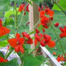 Phaseolus Coccineus 10 Seeds Scarlet Emperor Runner Bean Vine Garden
