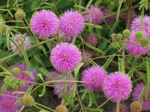 Mimosa Pudica 50 Seeds The Sensitive Plant Touch Me Not Herb Tickle It
