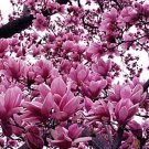 Magnolia Liliiflora Shrub 10 Seeds Mulan Tulip Lily Magnolia