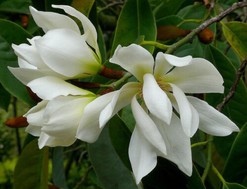 Michelia Excelsa Tree The Temple Magnolia Doltsopa 10 Seeds Very Fragrant