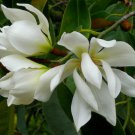 Michelia Excelsa Tree The Temple Magnolia Doltsopa 10 Seeds Very Fragrant