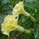 Datura Suaveolens Double Golden Queen 10 Seeds Devil's Trumpet Flowering Garden