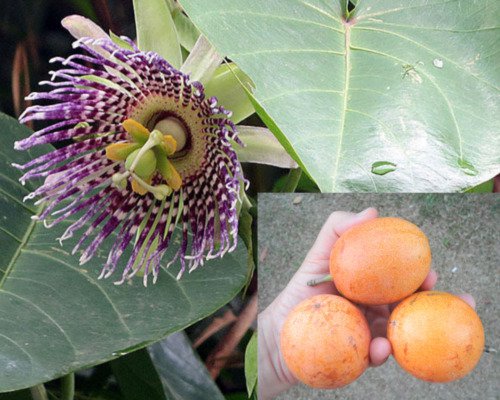Passiflora Ligularis 10 Seeds Sweet Sugar Passion Fruit Granadilla or Grenadia