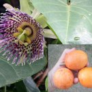 Passiflora Ligularis 10 Seeds Sweet Sugar Passion Fruit Granadilla or Grenadia