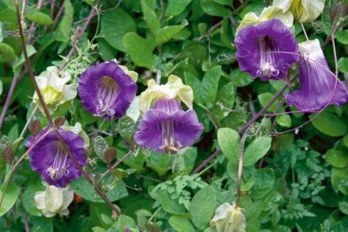 Cobaea Scandens Vine 10 Seeds Cathedral Bells Cup and Saucer Climber